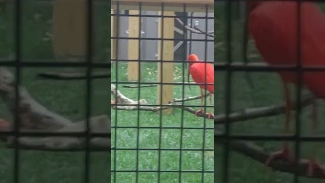 #Scarlet ibis #Roseate spoonbill #Smithsonian National Zoological Park #Washington DC