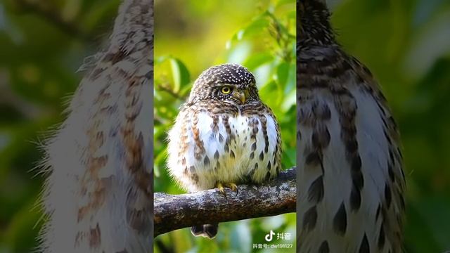 Pygmy owls: I'm a bird not a balloon