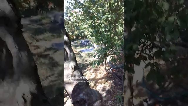 Груша_Бере_Боск.Перепрививка.Новая_жизнь_старого_дерева.