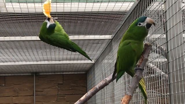Papouščí zoo Bošovice - ara amazonský