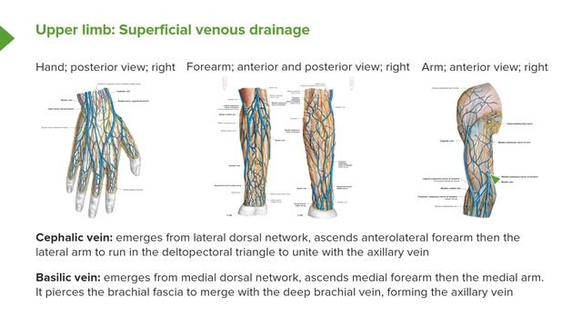 02. Cutaneous Innervation and Venous Drainage of Upper Limb