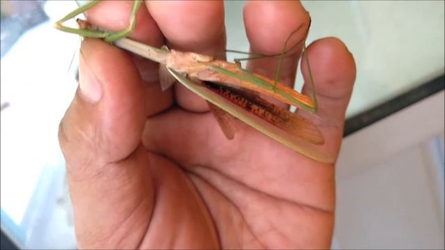 Belalang Mantis Cina atau Belalang Sentadu Tiongkok (Tenodera sinensis)