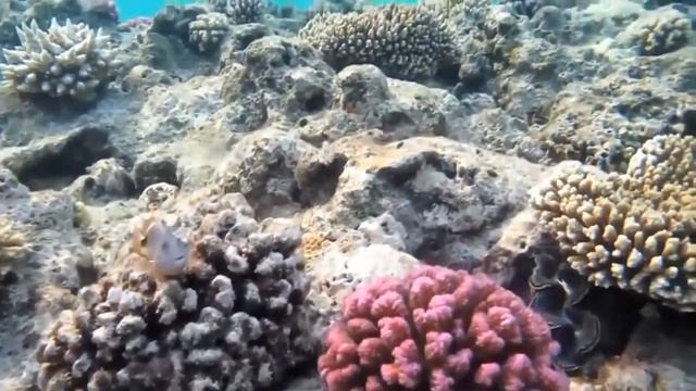 relax music-Underwater fantasies.