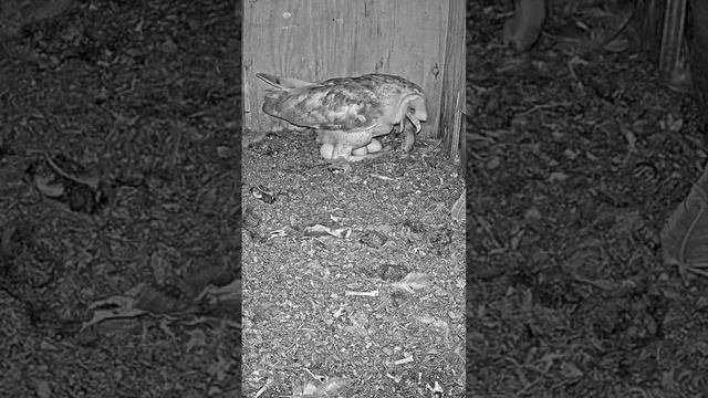 #shorts : #owl demonstrates how to eat a mouse while incubating eggs