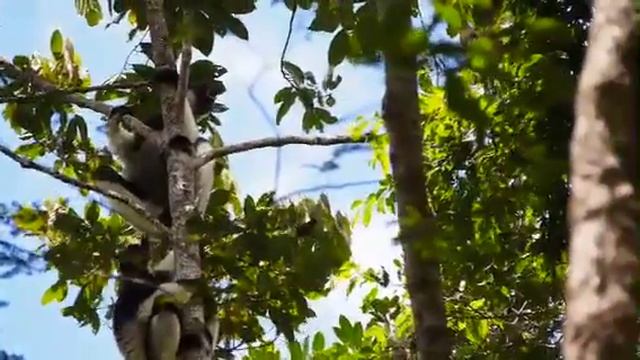 Watching and listening to the Indri call