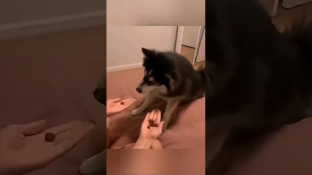 Смешные Кошки и Собаки! 😂