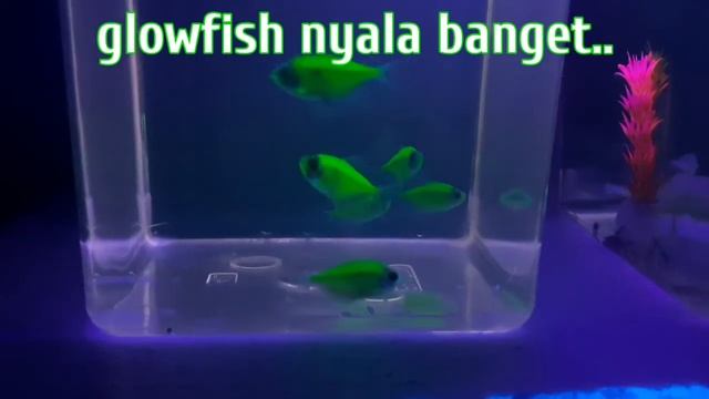 Eksperimen! nyinarin ikan glowfish pakai lampu UV BLB glow in the dark