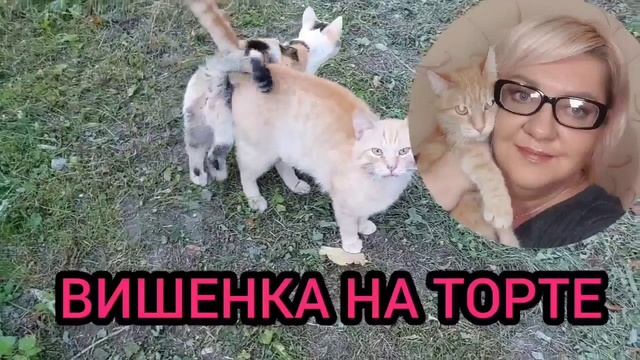 КИЕВ ОТМЕНЯЕТСЯ? VREDINA LIFE. ОБЗОР.