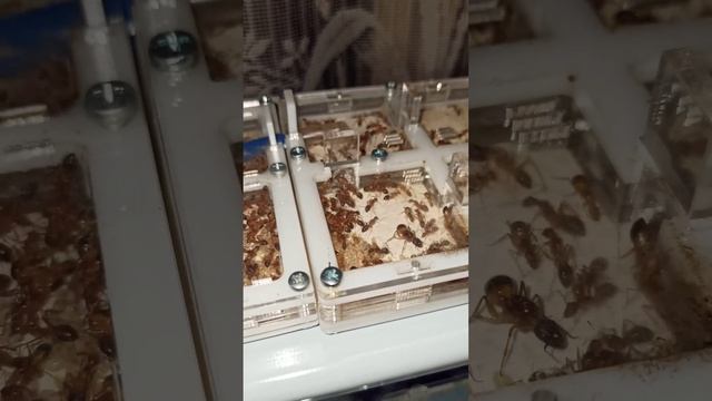 Скоро новое видео о Camponotus pseudoirritans