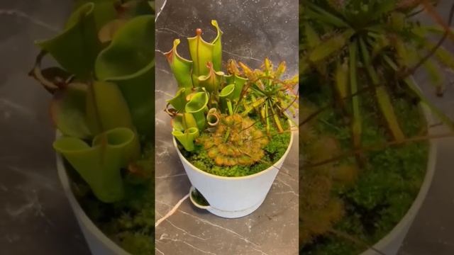 Хищные растения #heliamphora #хищныерастения #drosera #хобби #plants #комнатныерастения #flytrap