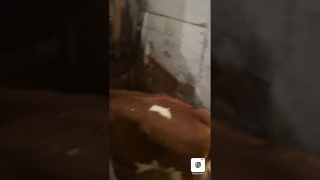 Быки Телята ￼