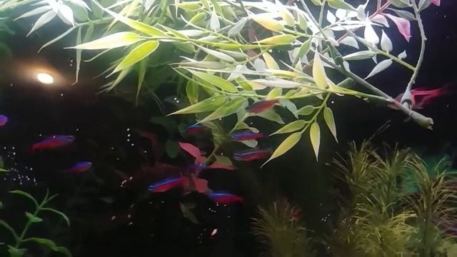 Corydoras trilineatus
