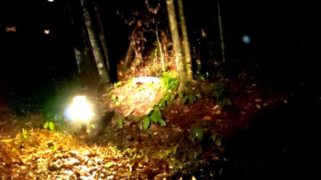 Danum Valley, Borneo, Malaysia - Malayan Civet 2018 Dec. 24