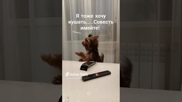 Дайте поесть🐶🤎Эрни🤎