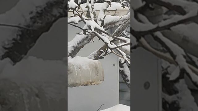 Зимние синички.