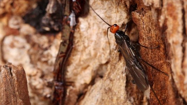 Parasitoid Wasp used for detection of narcotics?! Better sense of smell than a dog’s!😱