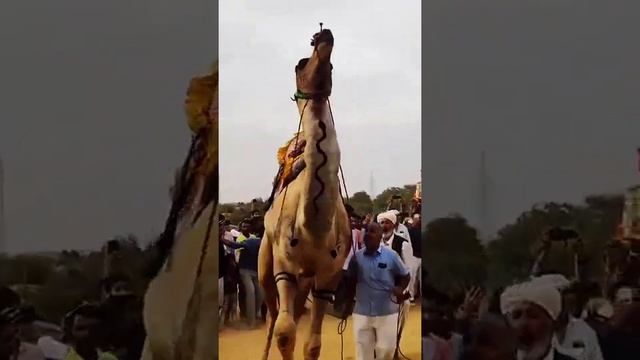 Camel dance। Camel festival celebrate। Rural Rajasthan photography। Shorts