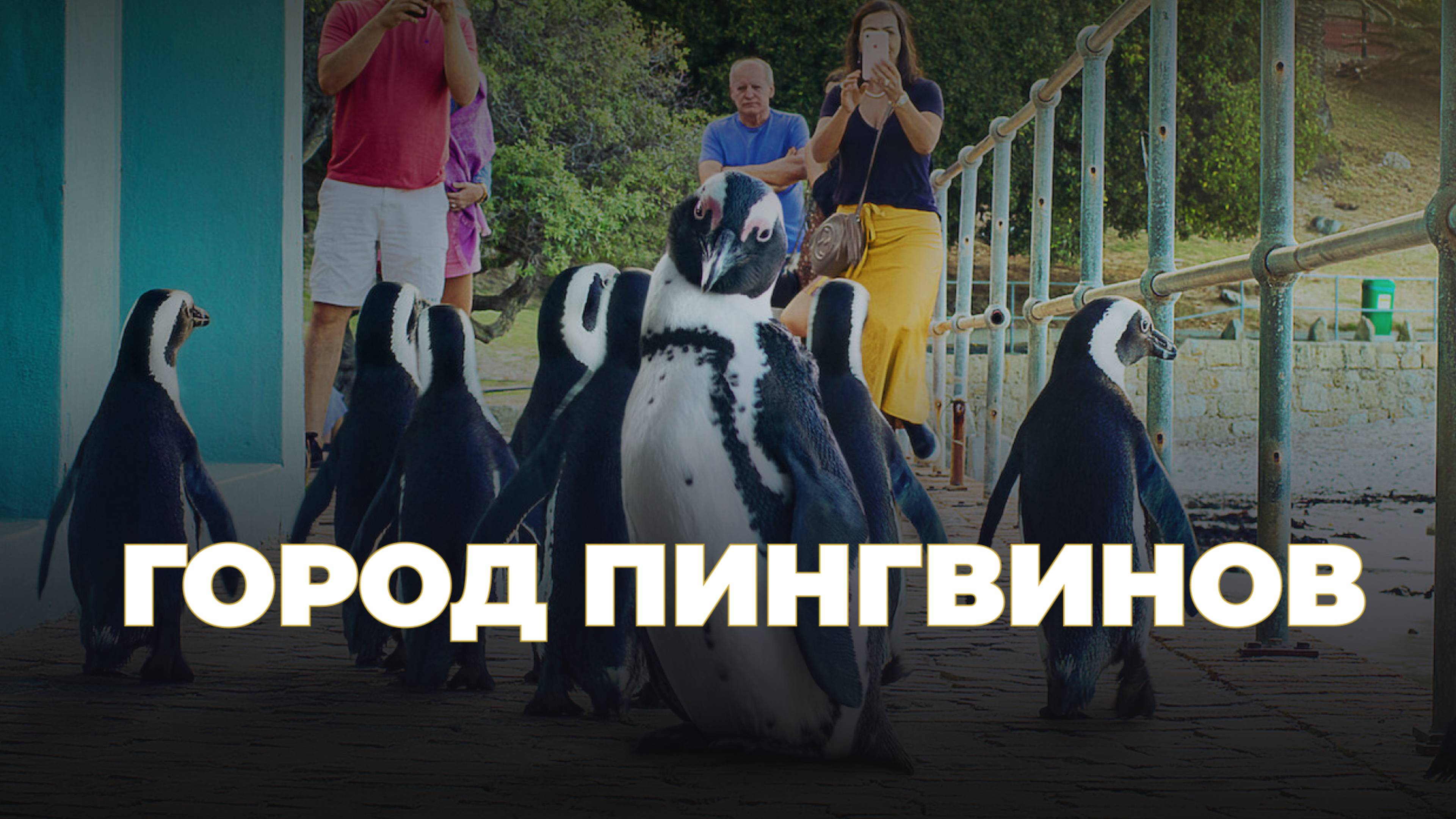Город пингвинов - 1 сезон 7 серия / Penguin Town