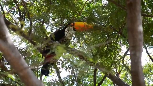 Tucano Cantando  Canto do Tucano Toucan Singing Toucan's Corner