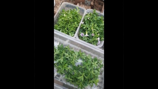 Черенкование калибрахоа