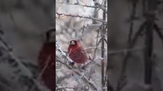 Rose finch #birds #shorts #wildlife #nature #youtuveshorts