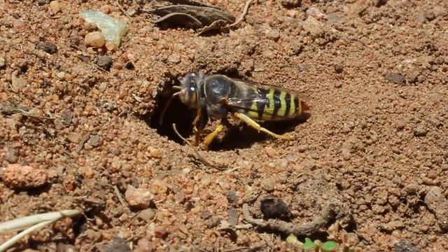 Sand Wasp