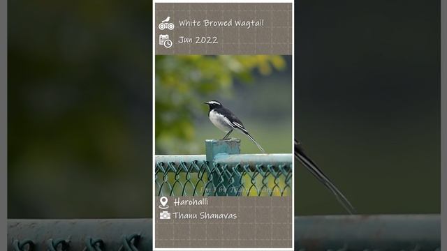 White browed wagtail | Large pied wagtail | വലിയ വാലുകുലുക്കി #shorts