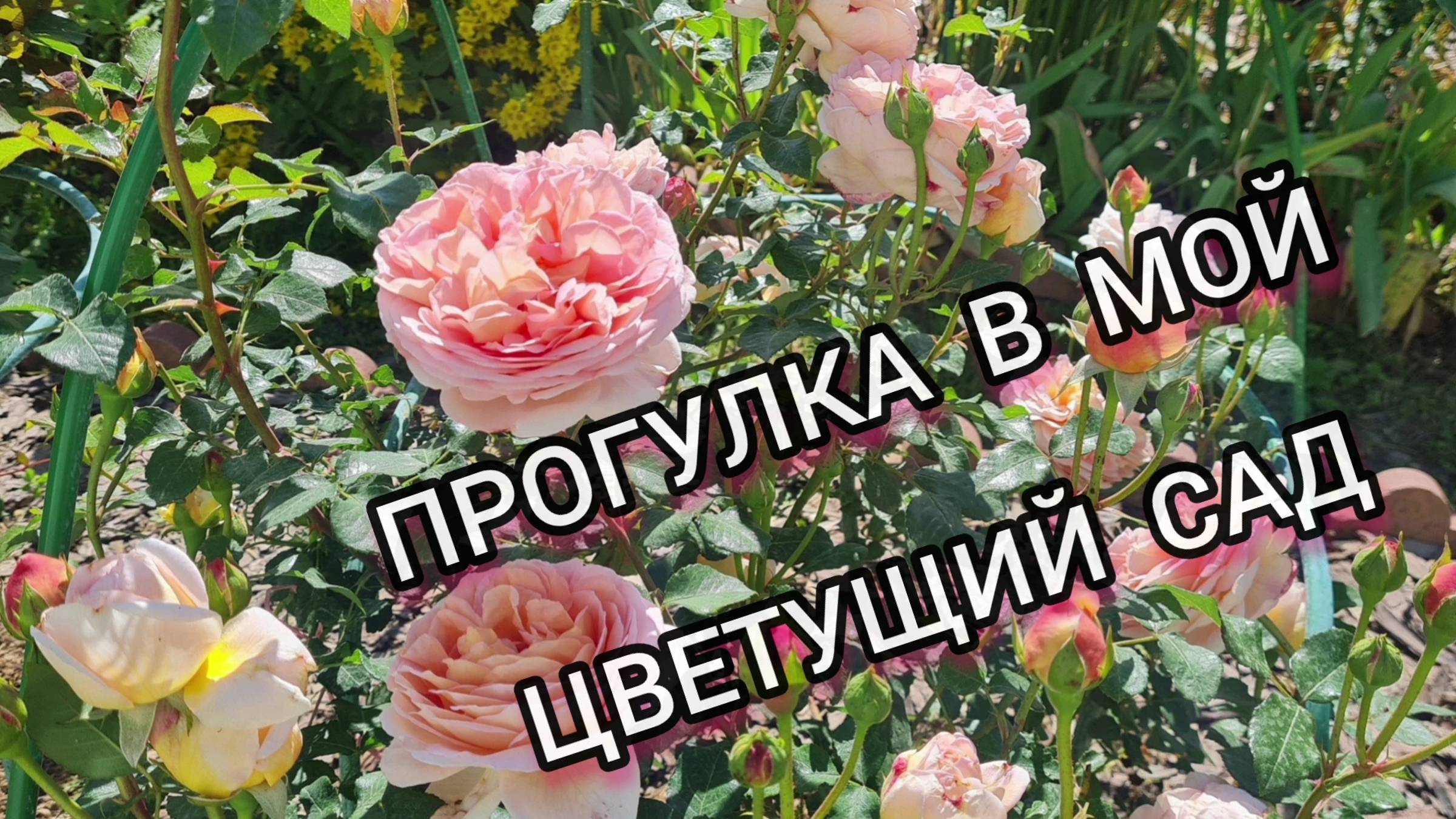 Прогулка в мой цветущий сад!🌹💕  
#цветущийсад