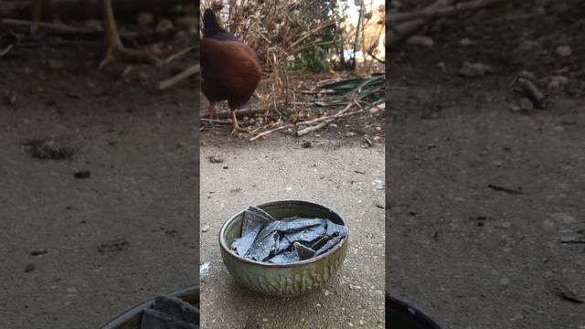 Chickens try blue corn tortilla #shorts