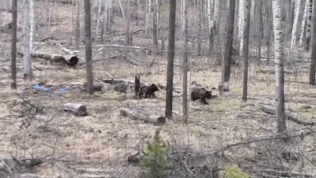 Прикол на Охоте-Охота на Медведя.Когда Охотники с Юмором .