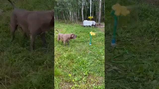 цветок-5 минутка  #ambully #dog #top #reels #юмор #viral #video #viralshorts #humor #motivation