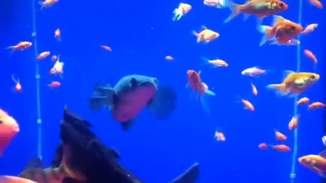 King kong parrot fish