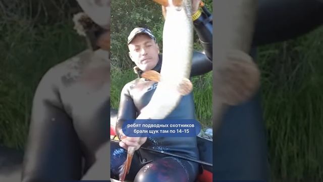 Щука - каких размеров достигает? #подводнаяохота #рыбалка #рыба #подвох