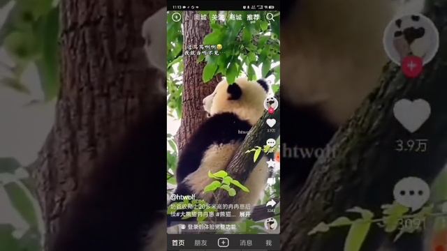 Пандомания#panda #shorts #shortsvideo #short #pandasong