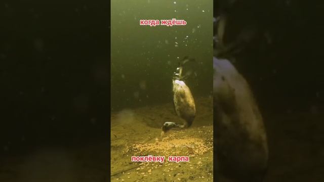 scene_output.mp4