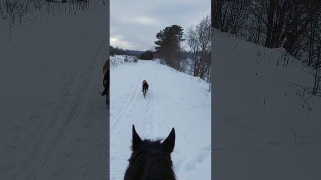 Прогулка борзят при лошади.