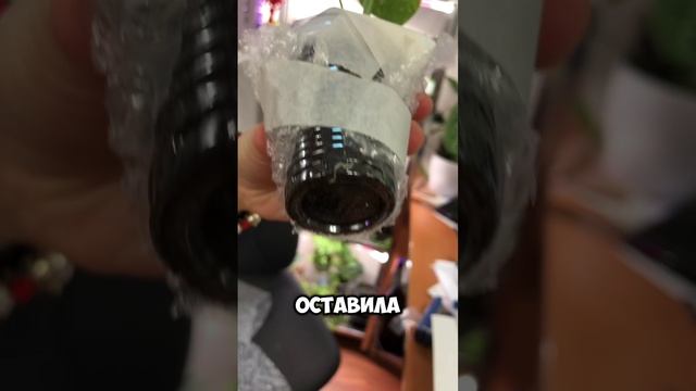 Монстера тайское созвездие