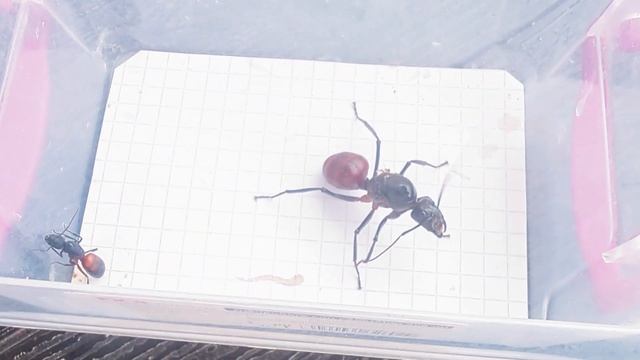 Camponotus cruentatus (Spain) vs Dinomyrmex gigas (Singapore) 27.07.2024