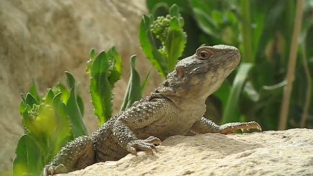 Caucasian Agama - Laudakia caucasia