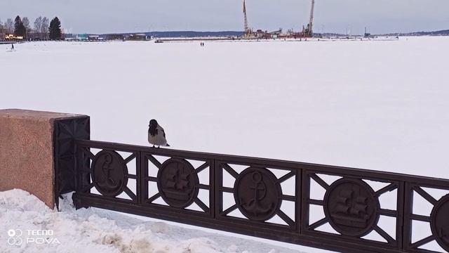 ВОРОНА И ПОИСК ЕДЫ