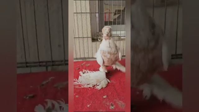 Голуби Узбекиски декоративная Дохчуби видео из интернет друзья @