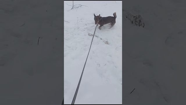 Бинго радуется снегу и палочке)))