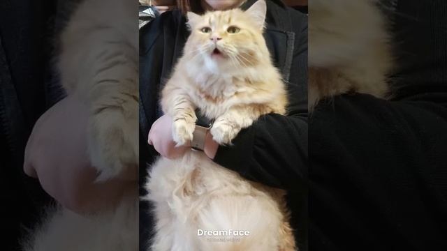 котик поет песенку 😺