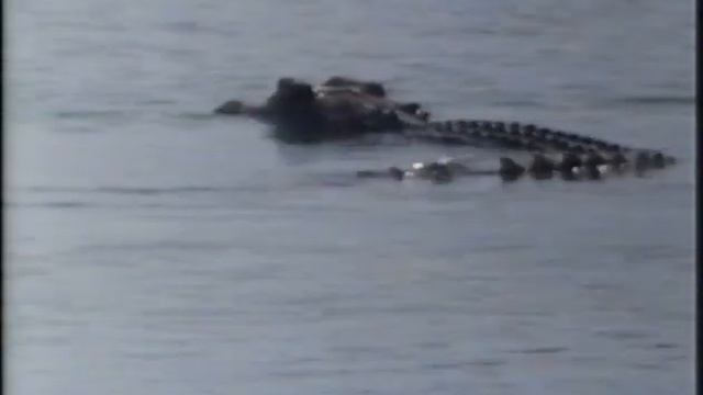 Kakadu - Land of the Crocodile