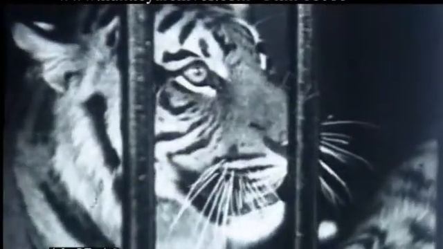 Tigers At Whipsnade Zoo, 1930s - Film 61086