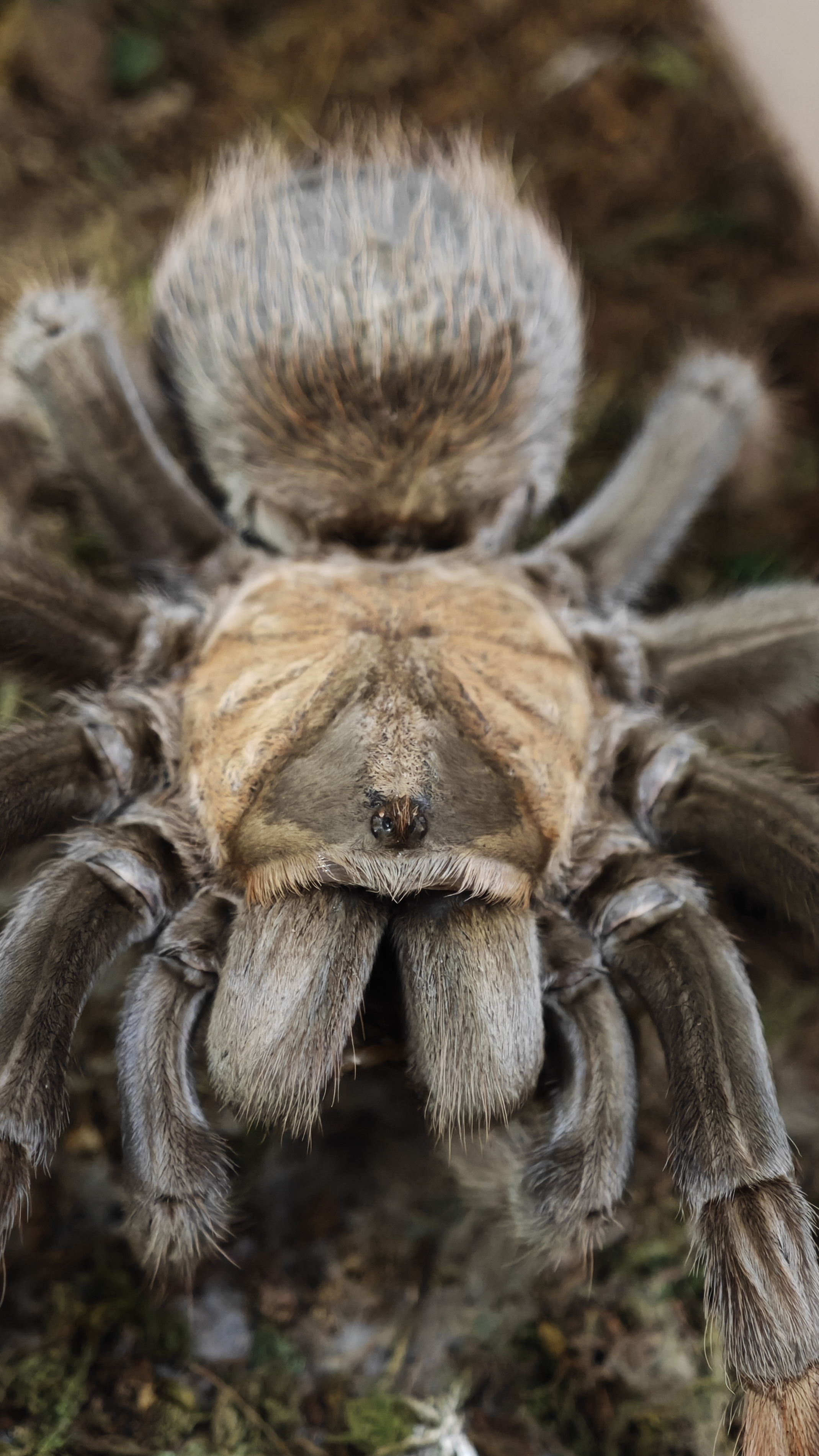 Brachypelma Emilia