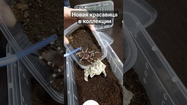 Acanthoscurria geniculata приехала в новый дом #природа#животные#террариум #паук #tarantula #shorts