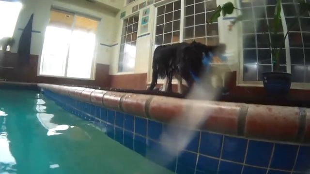 doggy swimming pool | underwater camera | Newfoundland Dog