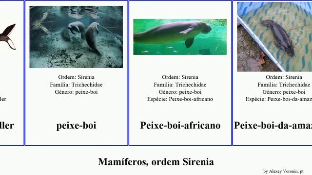 Mamíferos, ordem Sirenia mammal Fuse sirenoides French Press Peixe-boi-marinho Peixe-boi-africano