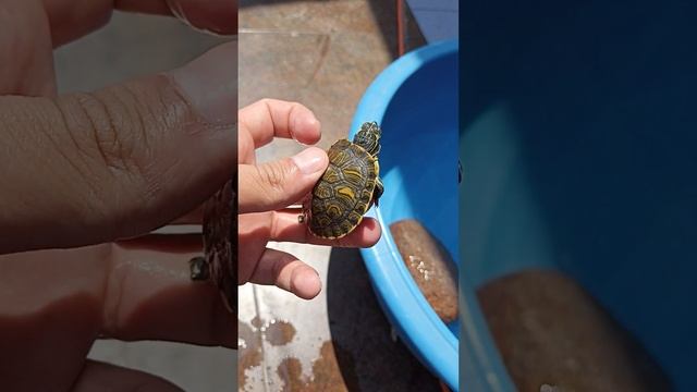 Trachemys venusta 🦚 y actualización de mis tortugas 🐢🐢